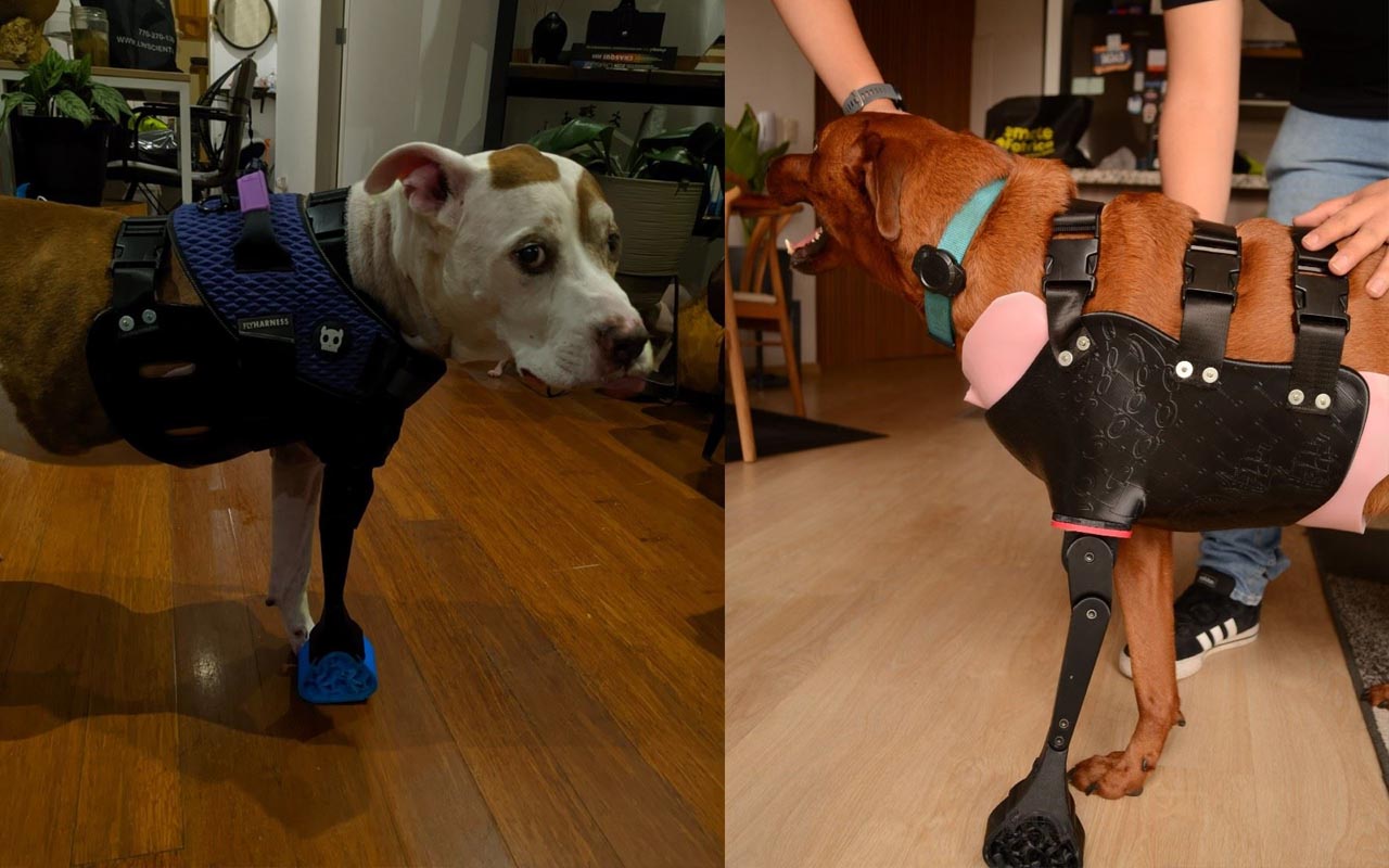 Prótesis caninas